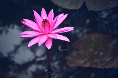 Close-up of pink water lily in lake