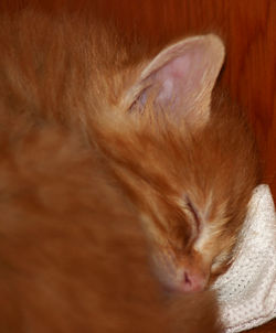 Close-up of ginger cat