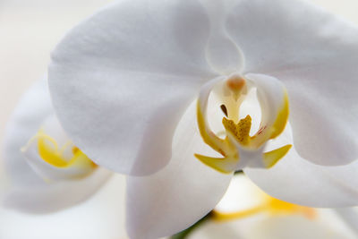 Close-up of white orchid