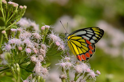 Close-up of butterfly pollinating on flower