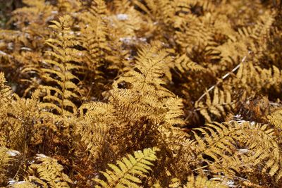 Bracken fern turns golden in winter sunlight