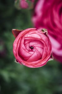 Close-up of pink rose