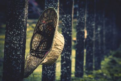 Close-up of hat hanging against trees in forest