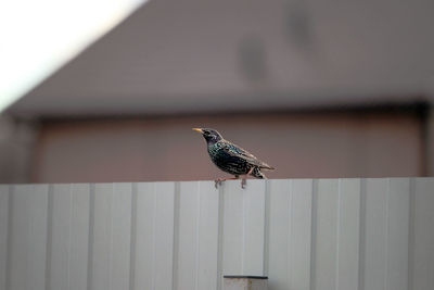 Starling on the fence