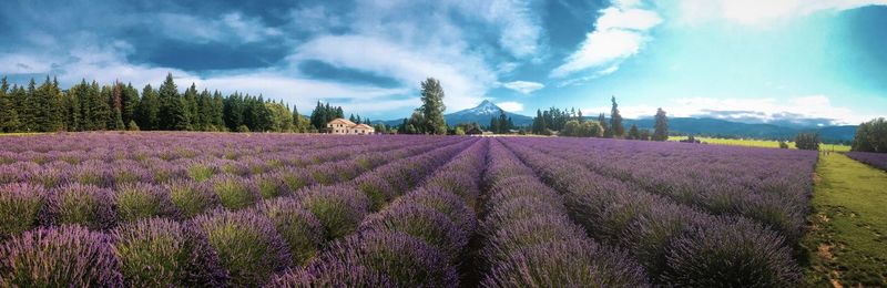 Panoramic view of lavender field against sky