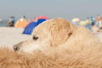 Close-up of dog relaxing outdoors