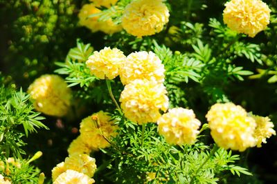Close-up of yellow flowers in park