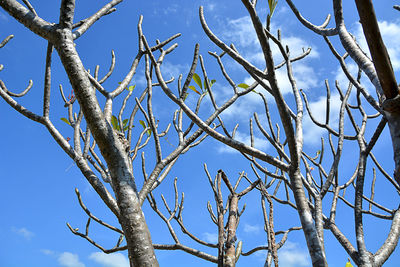 Low angle view of bare tree against blue sky