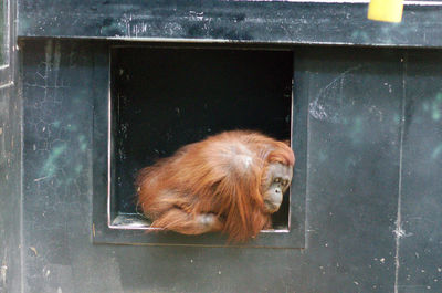 Cat looking through window at zoo