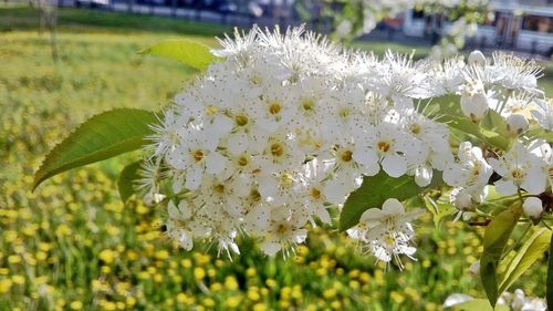 Close-up of white flowers