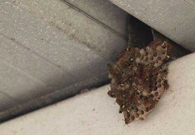 High angle view of crab on floor