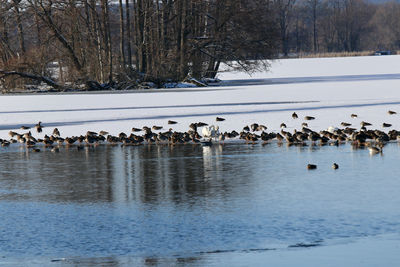 Birds in lake during winter