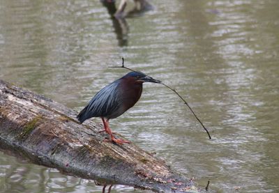 Bird perching on a lake