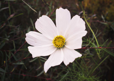 Close-up of white flowering plant