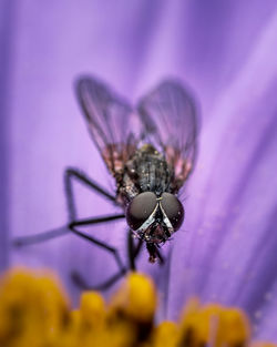 Close-up of insect on purple flower