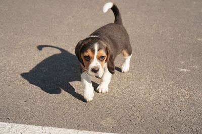 pet