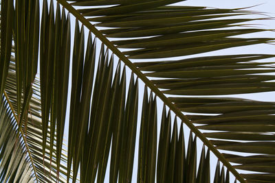 Close-up of coconut palm leaves against sky