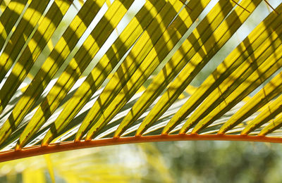 Close-up of palm leaf