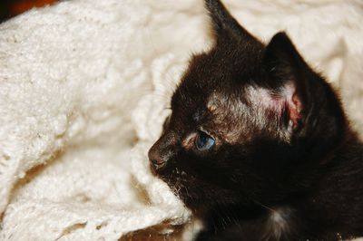 Close-up of cat