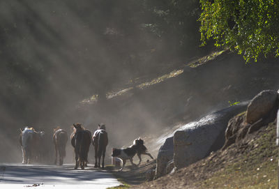 Group of people riding horses on land