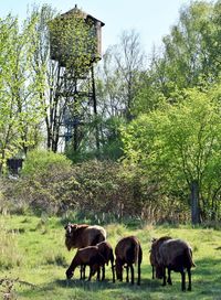 Horses grazing in field