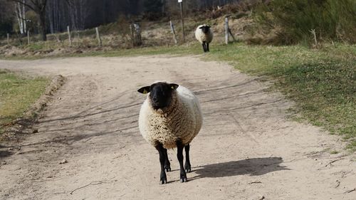 Sheep standing on road