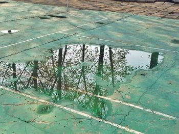 Reflection of trees in water