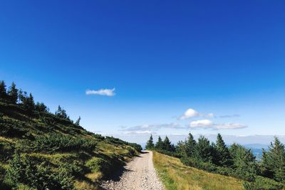 Panoramic view of footpath amidst trees against blue sky