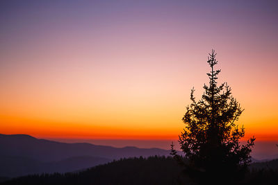 Silhouette tree at sunset