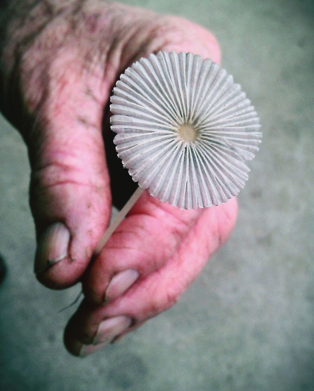 CLOSE-UP OF PERSON HAND HOLDING WHITE FLOWER