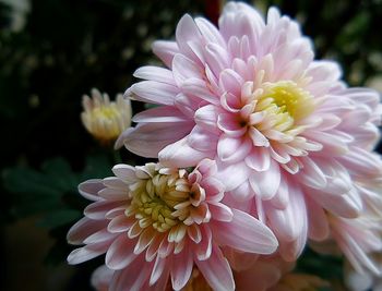 Close-up of pink flower