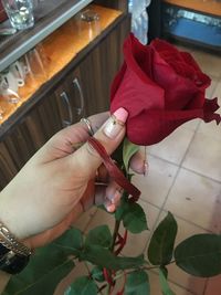 Close-up of hand holding red rose