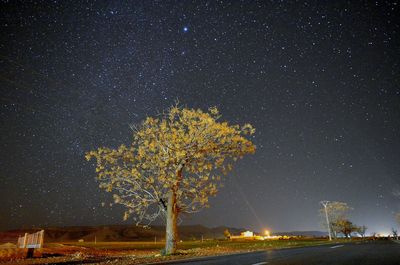 Tree against sky at night