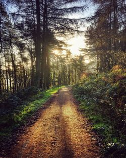 Dirt road amidst trees in forest