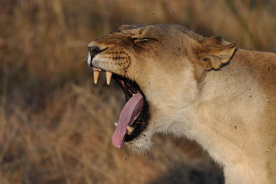 Close-up of a lion yawning