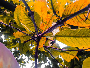 Low angle view of autumnal leaves