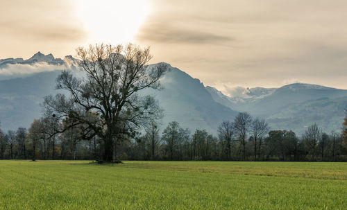 Scenic view of field against sky