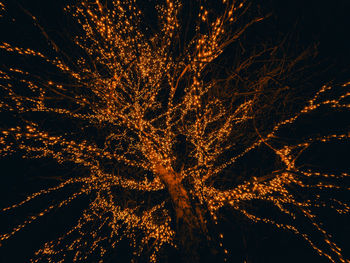 Low angle view of illuminated tree at night