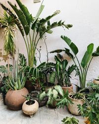 Potted plants growing against wall