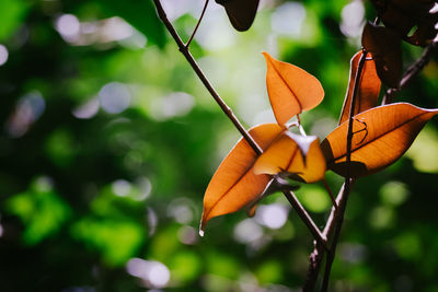 Close-up of orange butterfly on plant