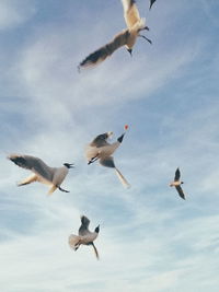 Low angle view of seagulls flying