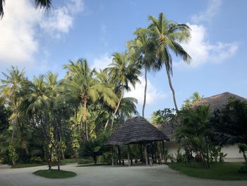 Coconut palm trees against sky