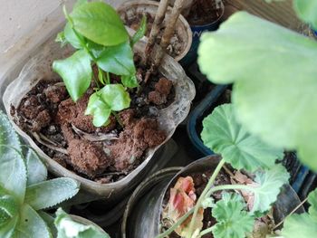 High angle view of potted plant