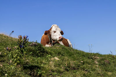 Low angle view of dog against blue sky