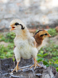 Close-up of birds perching on rock