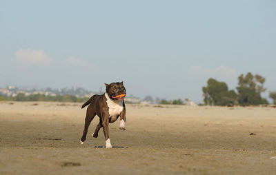 Dog running on field