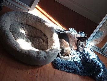 High angle view of dog resting on hardwood floor