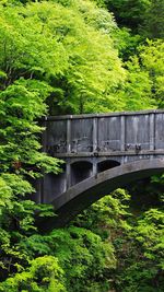 View of bridge in forest