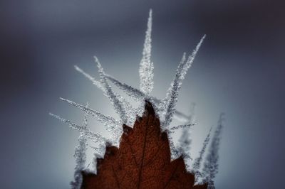 Close-up of wilted leaf in winter 