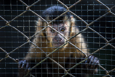 Close-up of monkey in cage